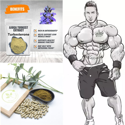 extraits naturels d'usine de 500mg Turkestanica