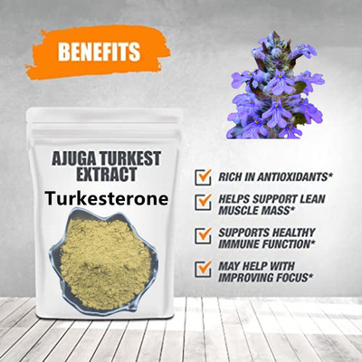 L'usine naturelle de Turkestanica d'Ajuga extrait la stimulation d'appétit de 10%