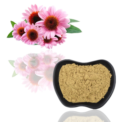 L'Echinacea Purpurea d'usine extraient des polyphénols de 4% saupoudrent le produit sain de soin