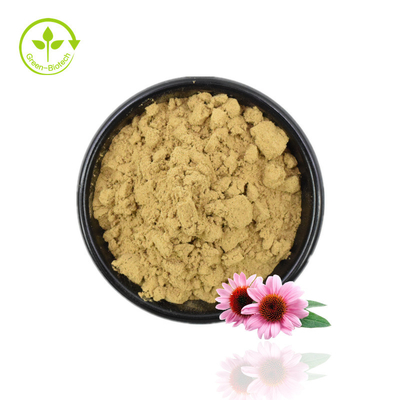 Poudre d'extrait d'échinacée de haute qualité Extrait de purpurea d'échinacée 4 % de poudre de polyphénol