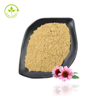Poudre d'extrait d'Echinacea Purpurea de grande pureté 10%-40% Echinacoside