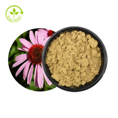 Vente chaude Echinacea Purpurea Extrait d'herbes Extrait d'échinacée