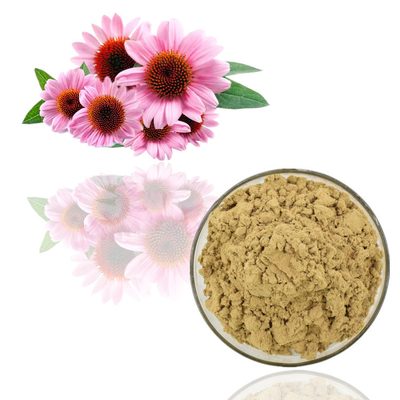 Le volume naturel pur de poudre d'extrait de Purpurea d'Echinacea de poudre d'extrait d'usine