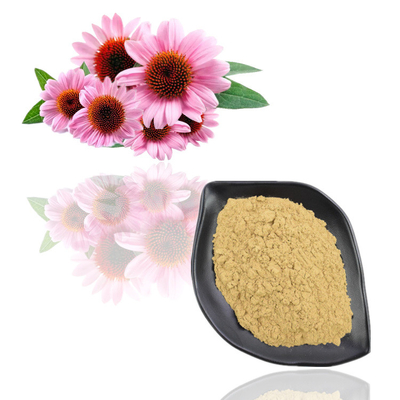 Extrait de Purpurea d'Echinacea poudre d'extrait d'usine de polyphénol de 4% - de 6%