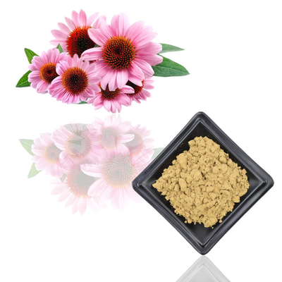 Extraits purs de polyphénols de poudre d'extrait d'usine de Purpurea d'Echinacea de 7%