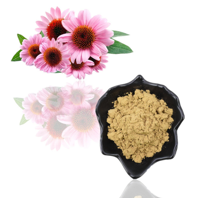 Extrait de fines herbes de Purpurea d'Echinacea des polyphénols 4% d'extrait de racine de Purpurea d'Echinacea