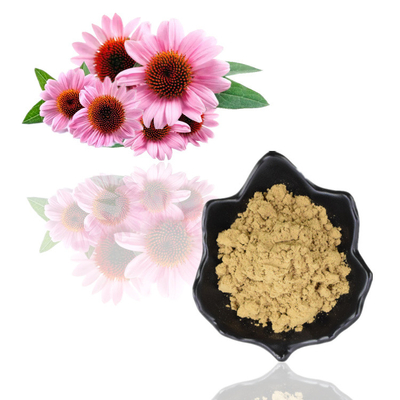 Extrait acide de Purpurea d'Echinacea de Cichoric 1% 4% de poudre d'extrait d'usine des polyphénols 4%
