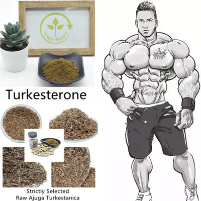 L'extrait non irradié de Turkestanica d'Ajuga saupoudrent 2% 10% 40%