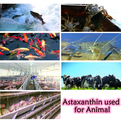 CAS 7542-45-2 1% - poudre d'astaxanthine de 10% pour des soins sains