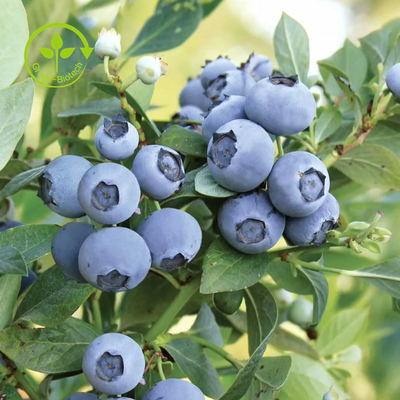L'extrait organique pur de myrtille saupoudrent l'anthocyanine 25%