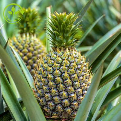 extrait de fruit de l'ananas 100000u/G avec la poudre d'enzymes de bromelain