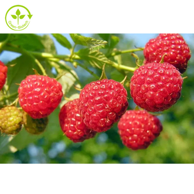 L'extrait de fines herbes de framboise d'approvisionnement d'usine d'extrait de 99% saupoudrent la poudre de cétone de framboise de 99%