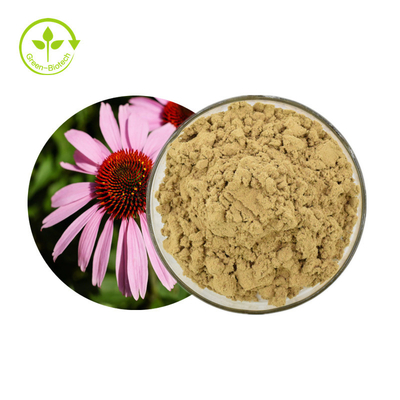 L'Echinacea Purpurea d'usine extraient des polyphénols de 4% saupoudrent le produit sain de soin