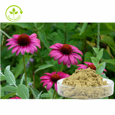 L'Echinacea Purpurea d'usine extraient des polyphénols de 4% saupoudrent le produit sain de soin