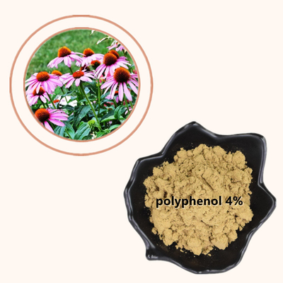 L'Echinacea Purpurea d'usine extraient des polyphénols de 4% saupoudrent le produit sain de soin