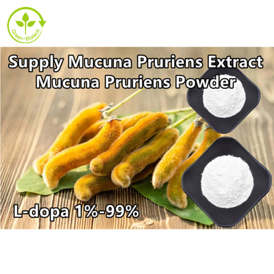 Le Mucuna Pruriens d'usine extraient la poudre de L-dopa de 98% 99%