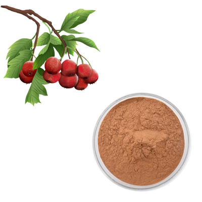Extrait de feuille de crataegus de poudre de Berry Extract Flavones 80% d'aubépine