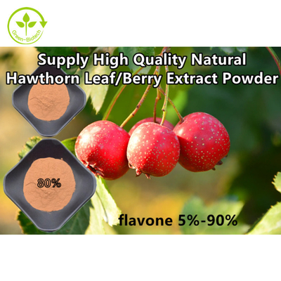 Extrait de feuille de crataegus de poudre de Berry Extract Flavones 80% d'aubépine