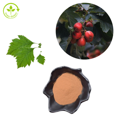 Extrait de feuille de crataegus de poudre de Berry Extract Flavones 80% d'aubépine