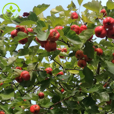 Extrait de feuille de crataegus de poudre de Berry Extract Flavones 80% d'aubépine