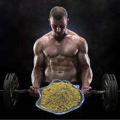 L'Ajuga Turkestanica extraient la poudre de Turkesterone 2% 3% 4% 10% pour la musculation