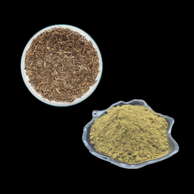 L'Ajuga Turkestanica extraient la poudre de Turkesterone 2% 3% 4% 10% pour la musculation