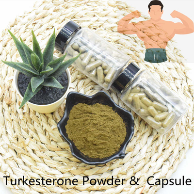 Extrait rapide de bonne qualité de poudre de Turkesterone de la livraison