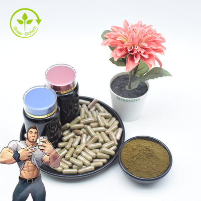 L'Ajuga pur Turkestanica de supplément extraient la poudre en vrac de 2% 10% Turkesterone