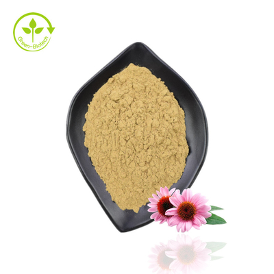 Extrait d'échinacée de qualité supérieure Poudre d'extrait d'échinacée biologique Purpurea
