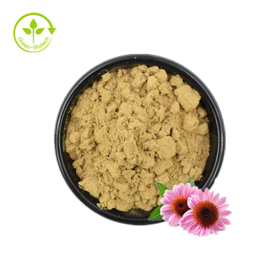 Extrait d'échinacée/extrait d'échinacée purpurea en vrac/extrait d'échinacée 4 % de polyphénols