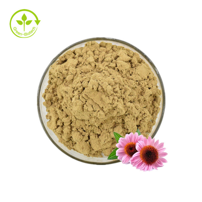 Extrait d'échinacée/extrait d'échinacée purpurea en vrac/extrait d'échinacée 4 % de polyphénols