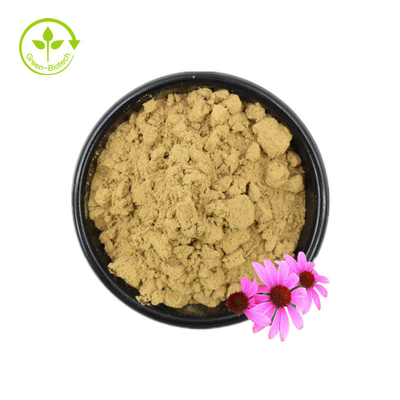 Certificat Iso 100 % extrait naturel d'échinacée Echinacea Purpurea extrait 10 % polyphénol