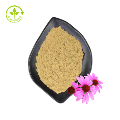 Fourniture en gros 3 % d'acide chicorique extrait de fleur d'échinacée purpurea extrait d'échinacée purpurea