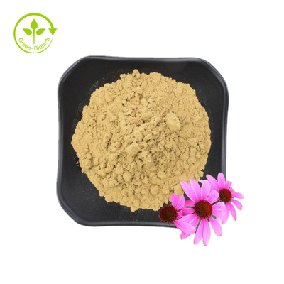 Extrait de racine d'échinacée purpurea de haute qualité 10% polyphénols extrait d'échinacée purpurea extrait d'échinacée