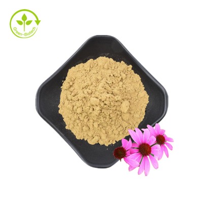 Extrait de racine d'échinacée purpurea de haute qualité 10% polyphénols extrait d'échinacée purpurea extrait d'échinacée