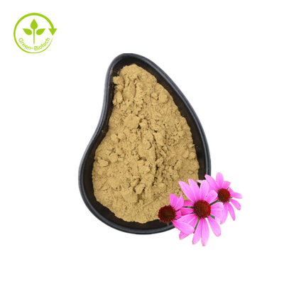 Echinacea purpurea extrait poudre pure Echinacea organique extrait polyphénols 4%