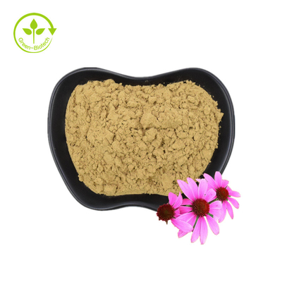 Echinacea purpurea extrait poudre pure Echinacea organique extrait polyphénols 4%