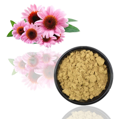 Echinacea Purpurea Extrait 4% Polyphénols / Echinacea Purpurea / Produits frais
