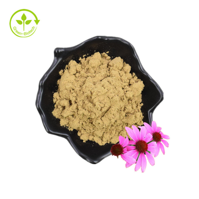 Echinacea Purpurea Extrait d'échinacée Extrait d'échinacée 4% acide chicolique