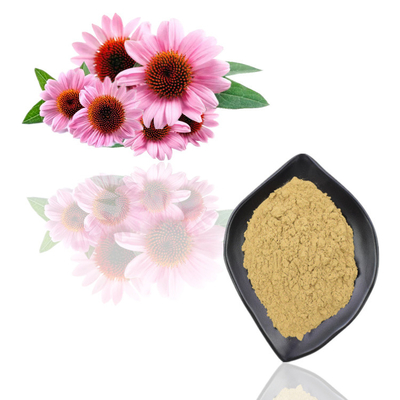 Le volume naturel pur de poudre d'extrait de Purpurea d'Echinacea de poudre d'extrait d'usine