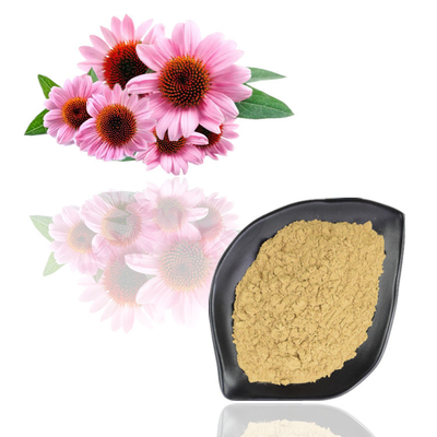 Extrait de Purpurea d'Echinacea poudre d'extrait d'usine de polyphénol de 4% - de 6%
