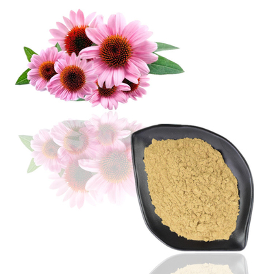 Certificat ISO 100 % extrait naturel d'échinacée purpurea 10 % polyphénol