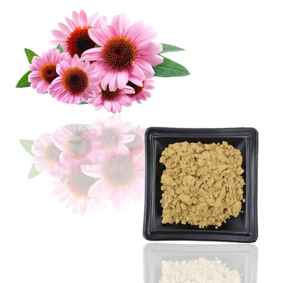 Certificat ISO 100 % extrait naturel d'échinacée purpurea 10 % polyphénol
