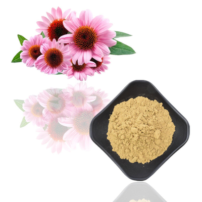 Extrait de fines herbes de Purpurea d'Echinacea des polyphénols 4% d'extrait de racine de Purpurea d'Echinacea