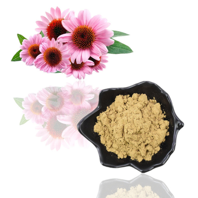 Extrait acide de Purpurea d'Echinacea de Cichoric 1% 4% de poudre d'extrait d'usine des polyphénols 4%