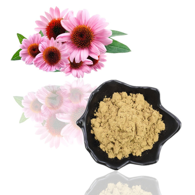 Poudre de polyphénol d'extrait organique naturel pur d'Echinacea Purpurea 4%