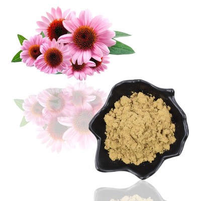 Poudre de polyphénol d'extrait organique naturel pur d'Echinacea Purpurea 4%