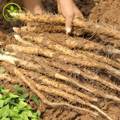 Nourriture/catégorie cosmétique Yam Extract naturel 98% Diosgenin Yam Extract Powder sauvage