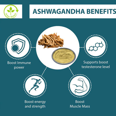 Extrait d' ashwagandha de haute qualité 5% Withanolide Pour les capsules d' ashwagandha