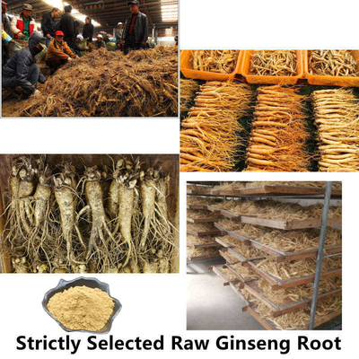 80 Mesh Ginseng Root Extract Powder 1%-80% extraits naturels d'usine